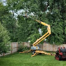 Best Tree Maintenance Programs  in Grand Rapids, MN