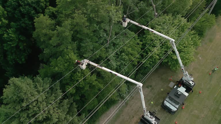 Best Root Management and Removal  in Grand Rapids, MN