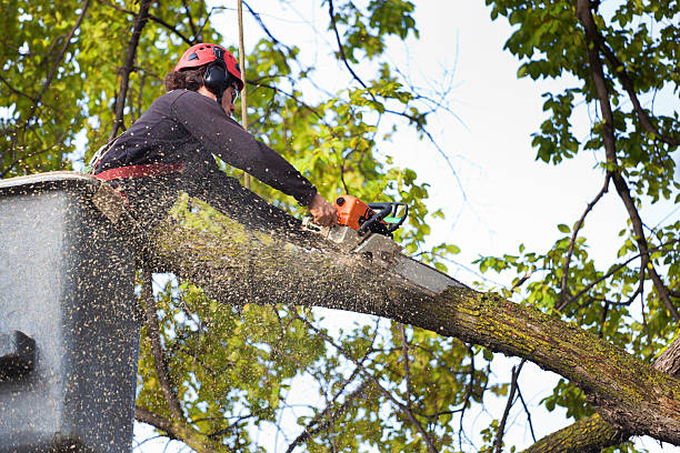 Professional Tree Services in Grand Rapids, MN