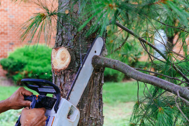 How Our Tree Care Process Works  in  Grand Rapids, MN